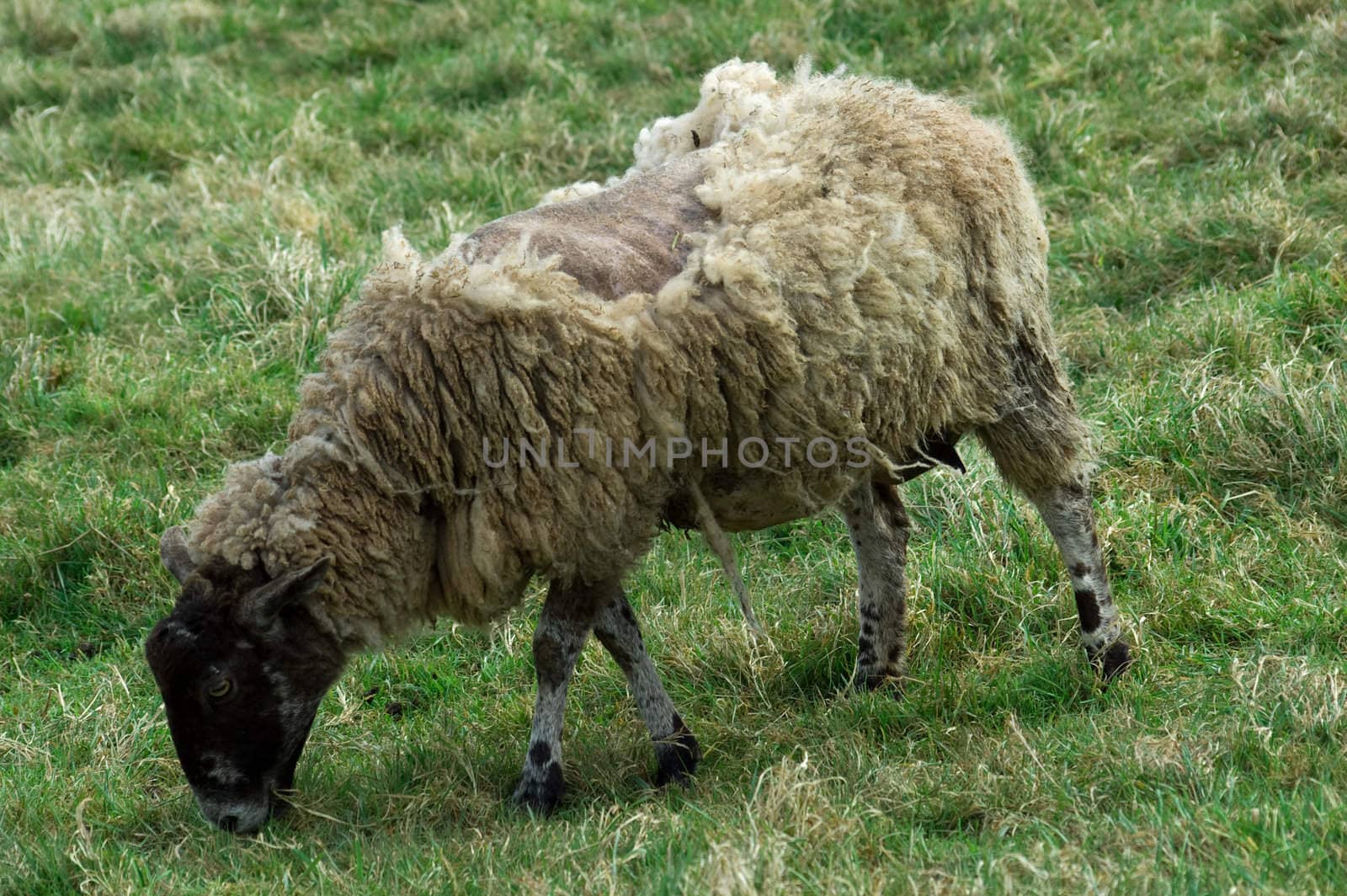 a scruffy looking ill sheep grazing in a field of lush green grass.