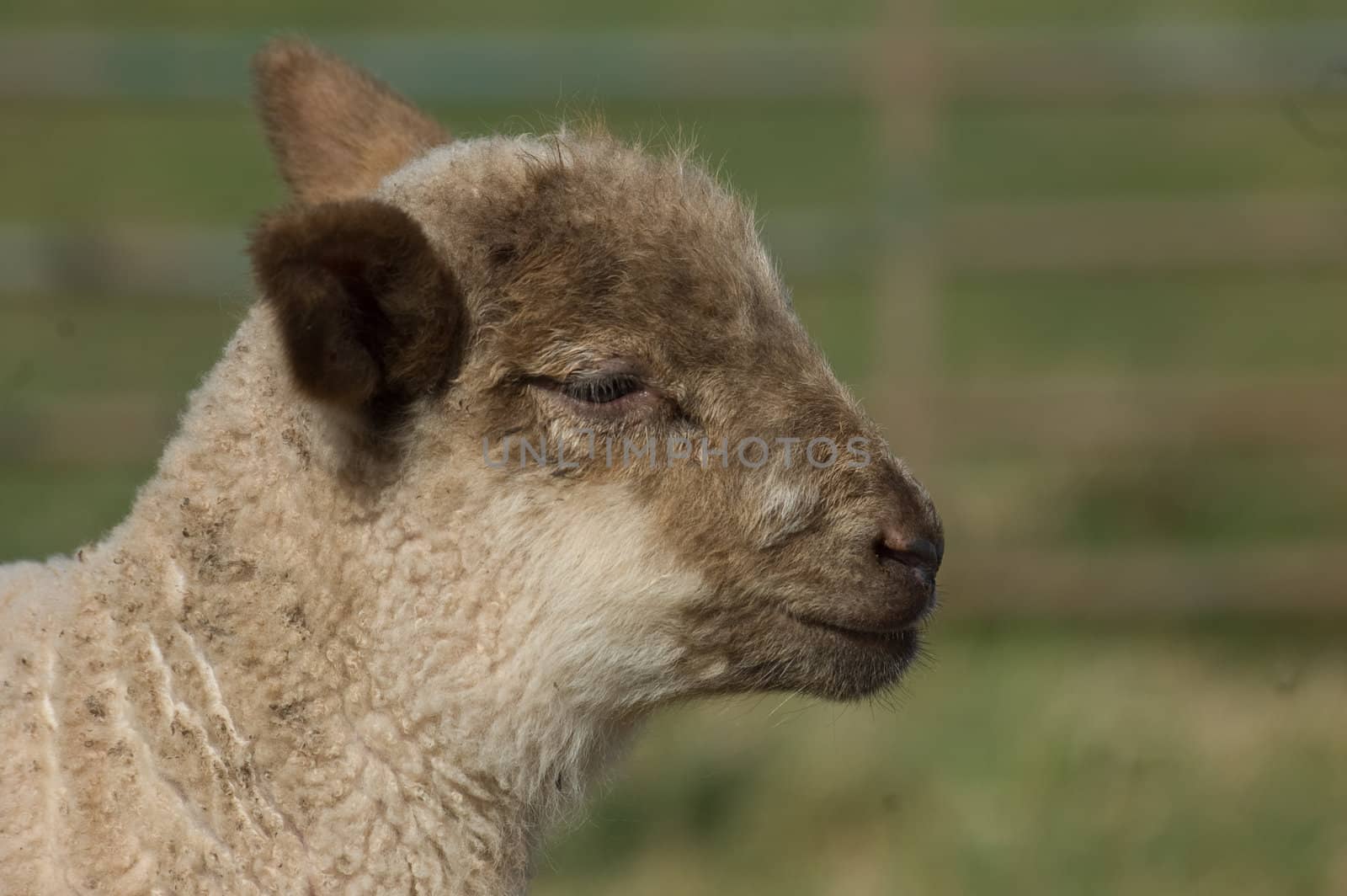 a close up of a cute wolley spring lambs head,face and neck.