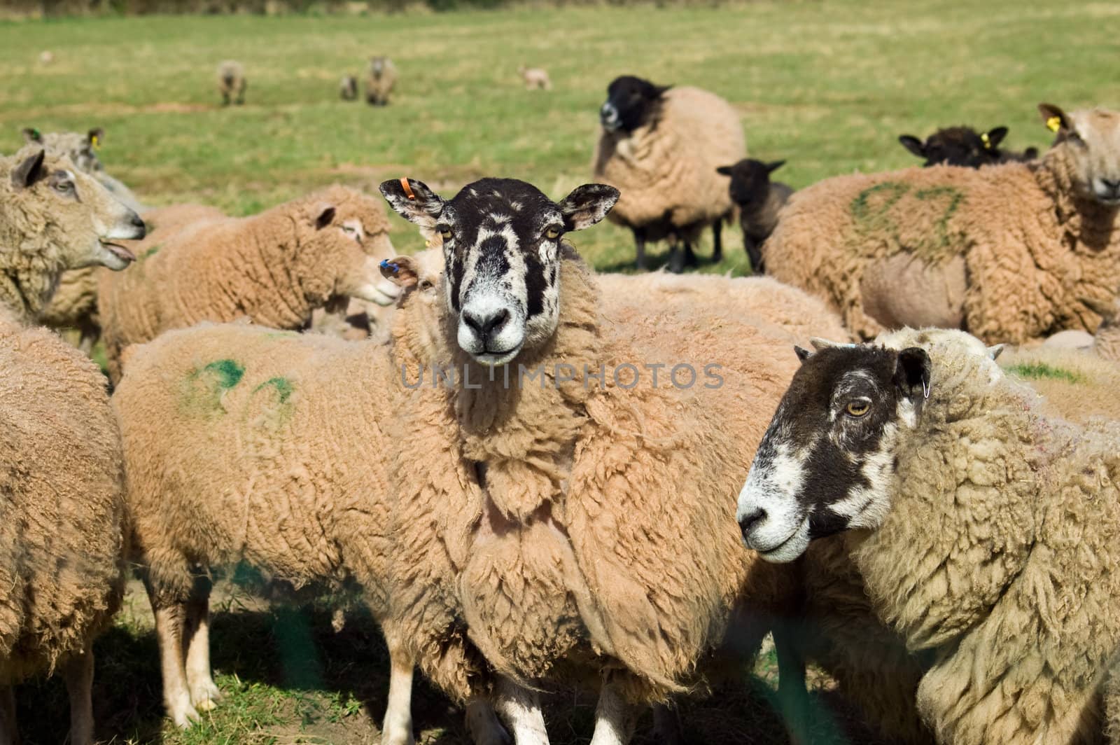 A herd of mixed variety lambs and sheep in a field of lush green grass.