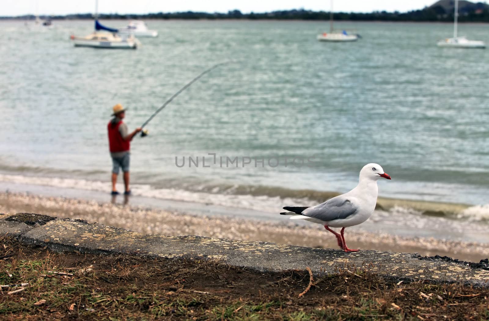 Fisherman and the seagull on beach. New Zealand