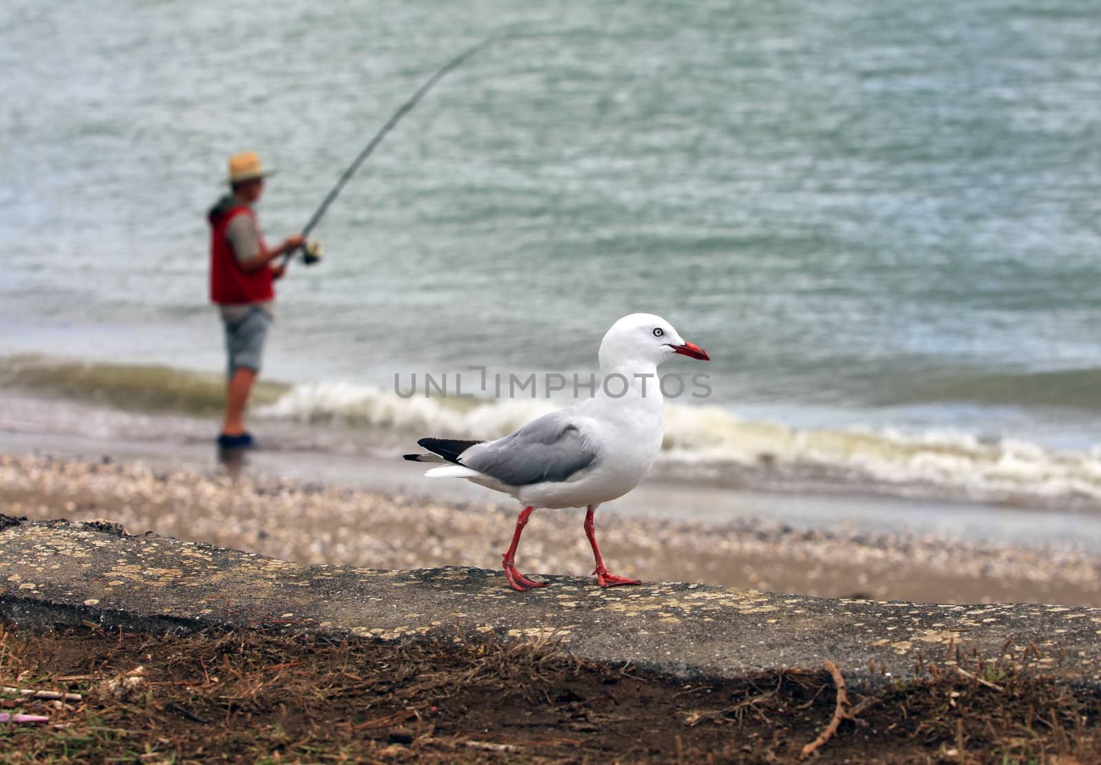 Fisherman and the seagull on beach. New Zealand