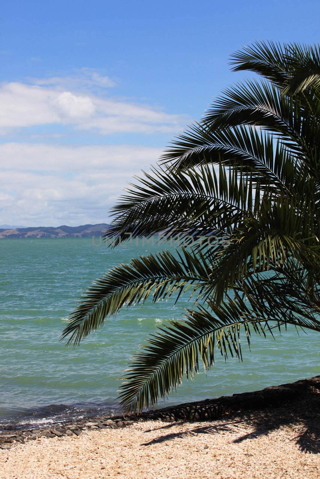 Palm on beach on a background of the blue sky