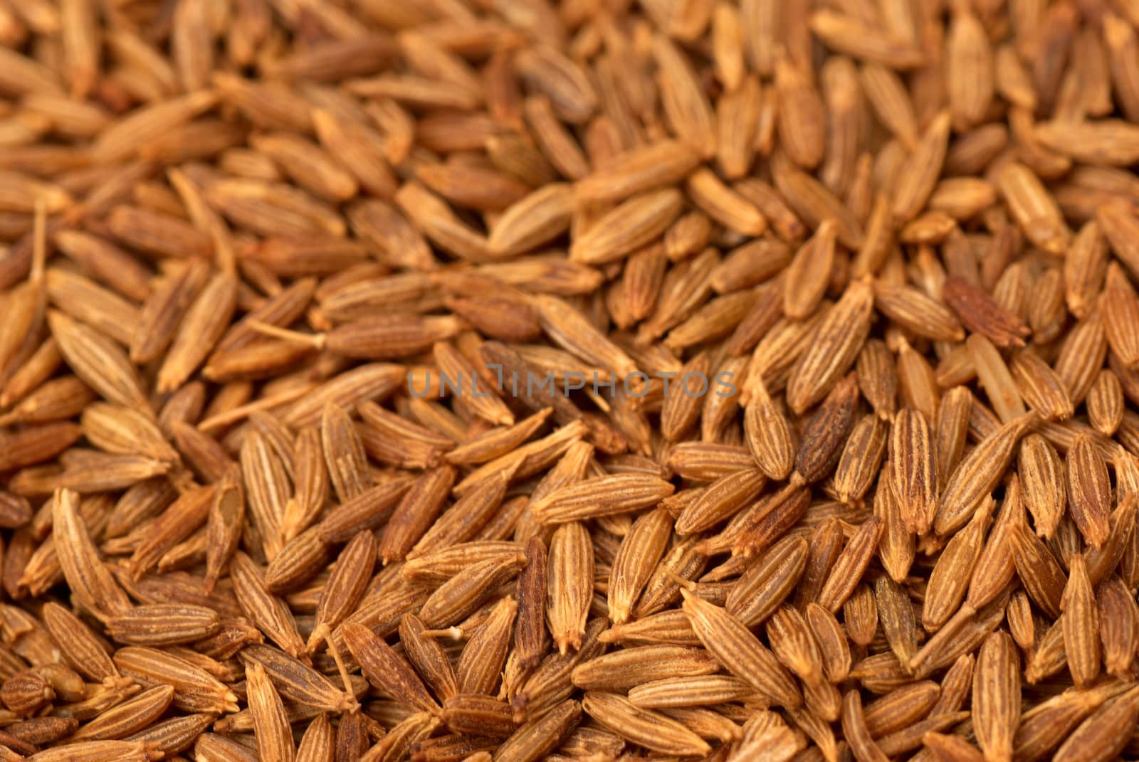 Fresh cumin seeds taken from high angle, food background