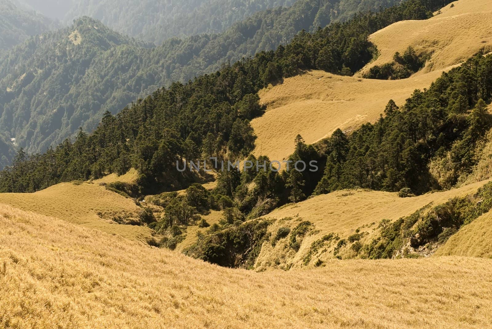 Beautiful sunrise forest colored with golden light.