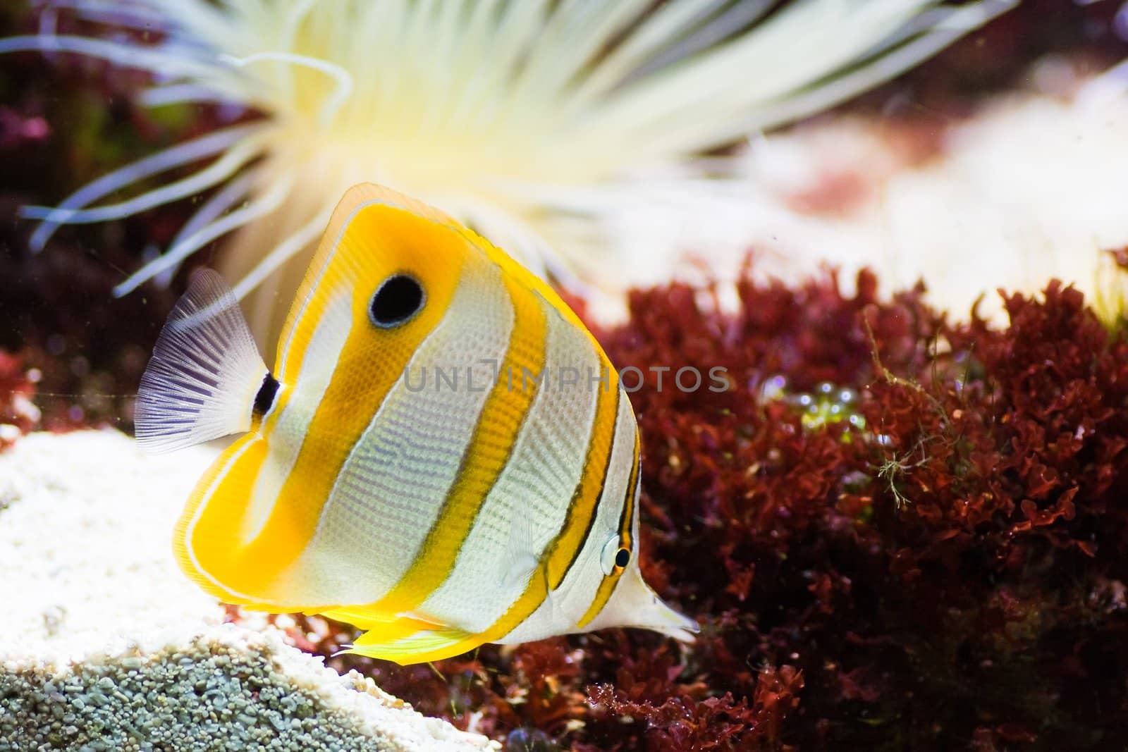 Copperband Butterflyfish by Colette