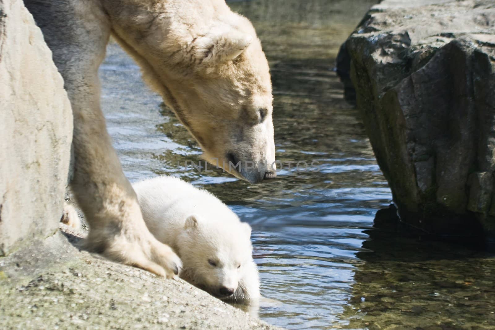 Polar bears- mother and  new born baby in winter sun