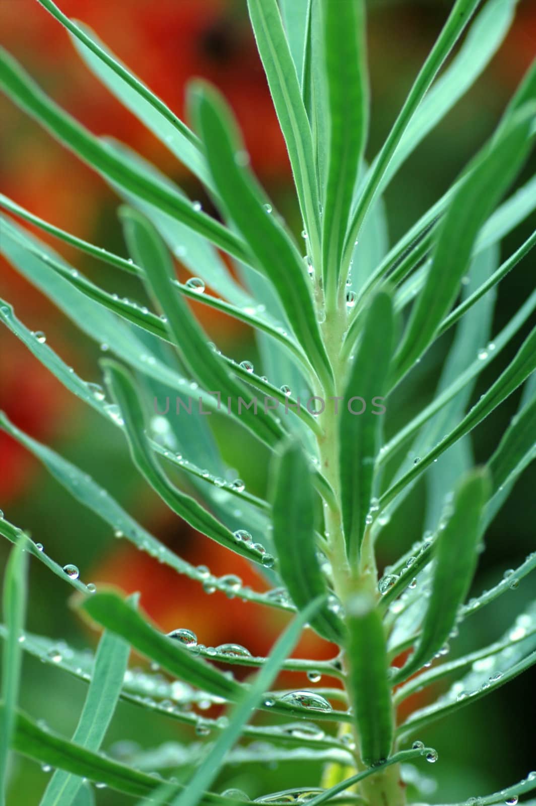 Green plant and evening dew drops with shallow depth of field