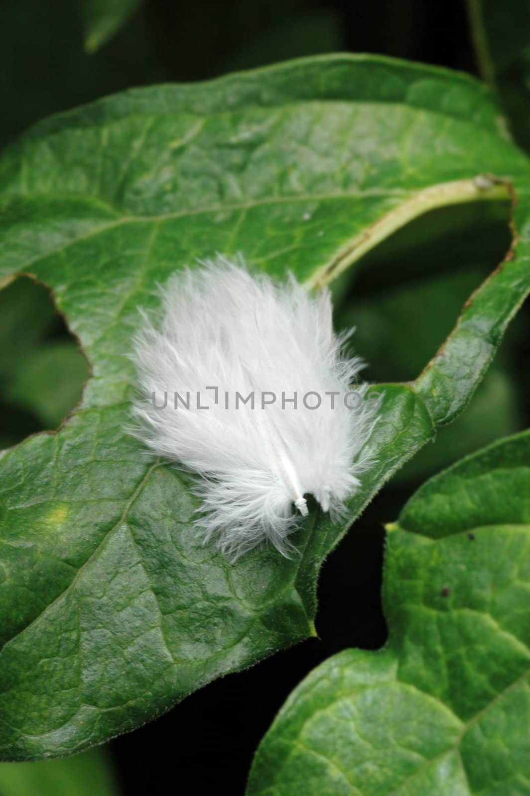 Soft white feather on green leaves