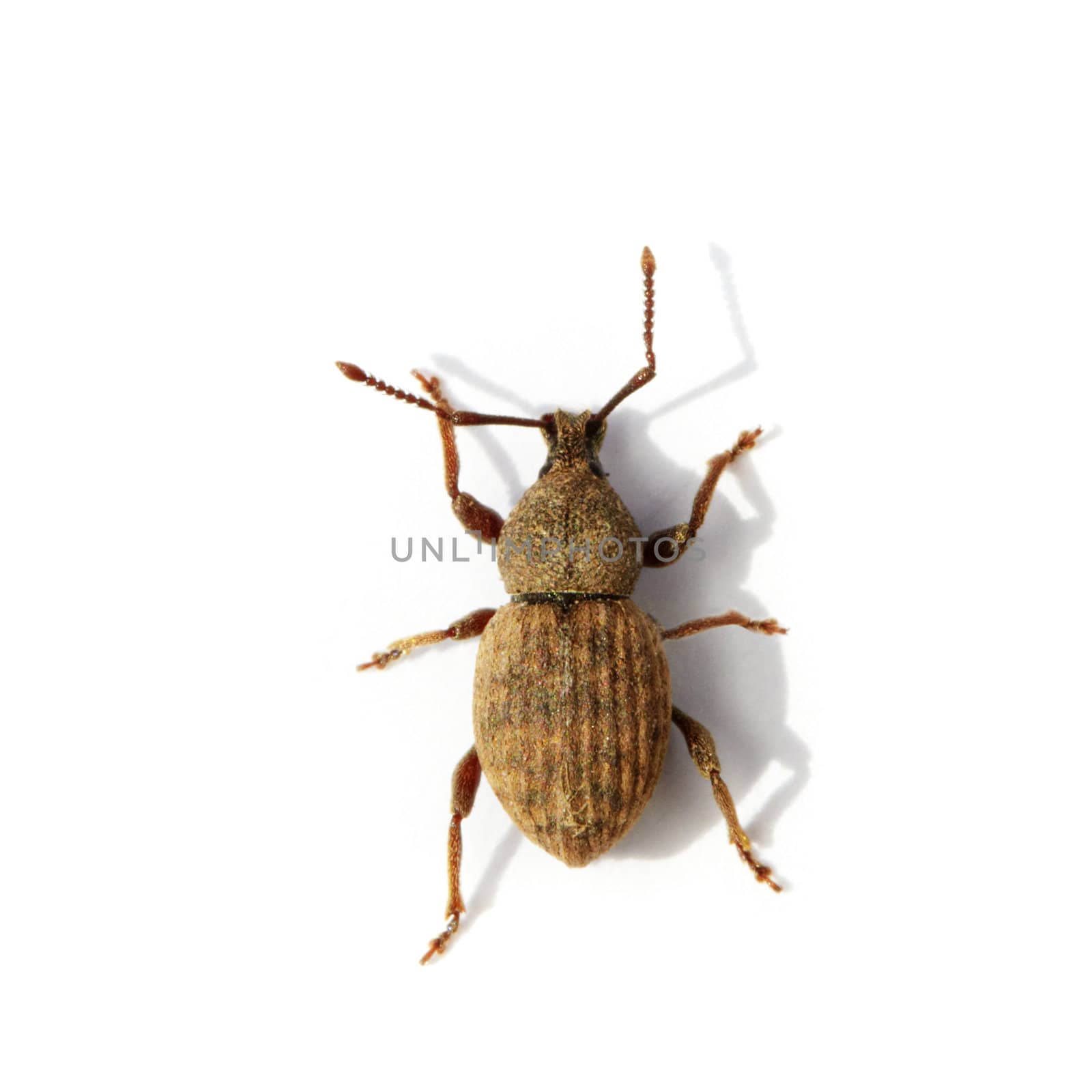 Bug Weevil close up on a white background