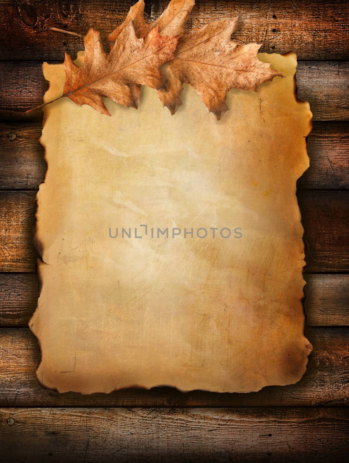 Old scroll paper with oak leaves on wood background