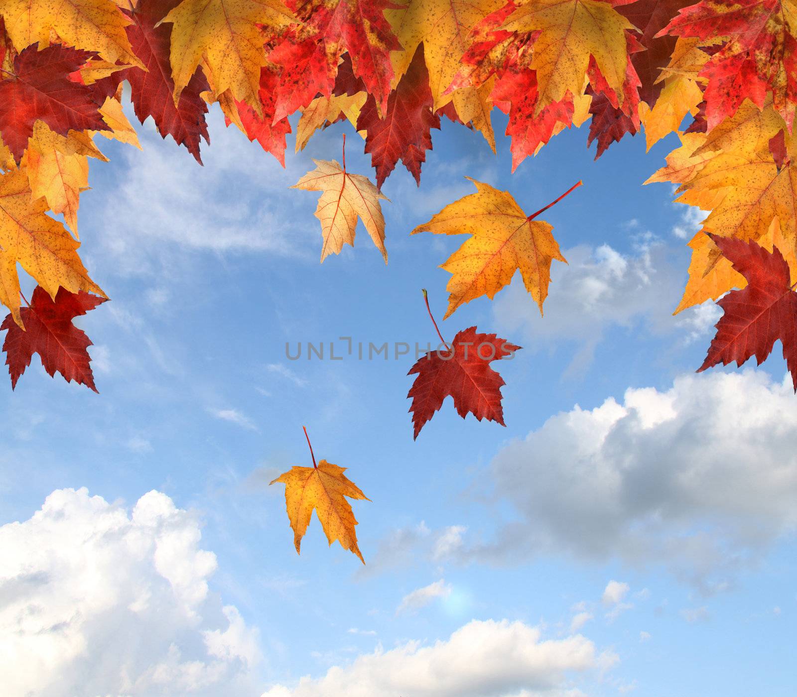 Colorful maple leaves against a blue sky