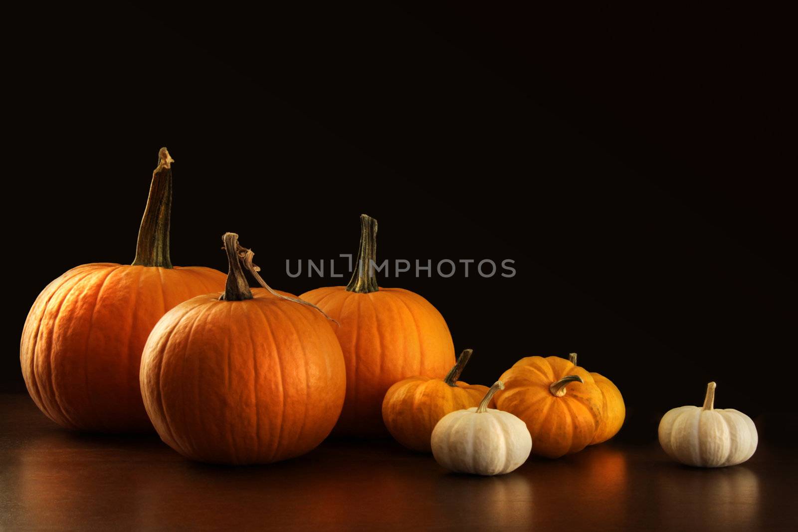 Different sized pumpkins and gourds on dark  by Sandralise