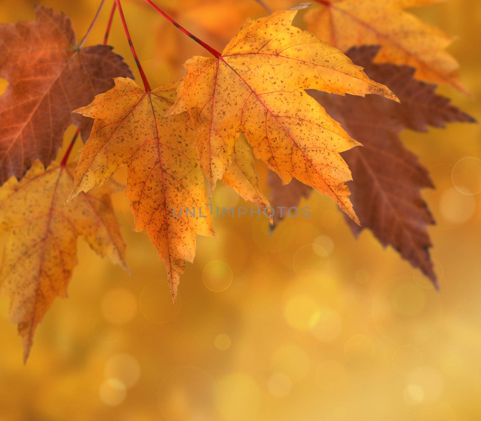 Colorful autumn  leaves with shallow focus background