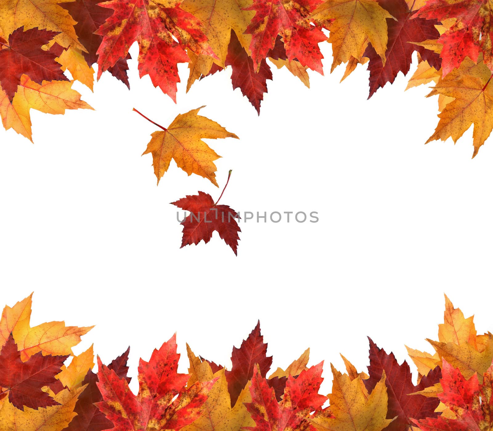 Maple leaves isolated on white by Sandralise