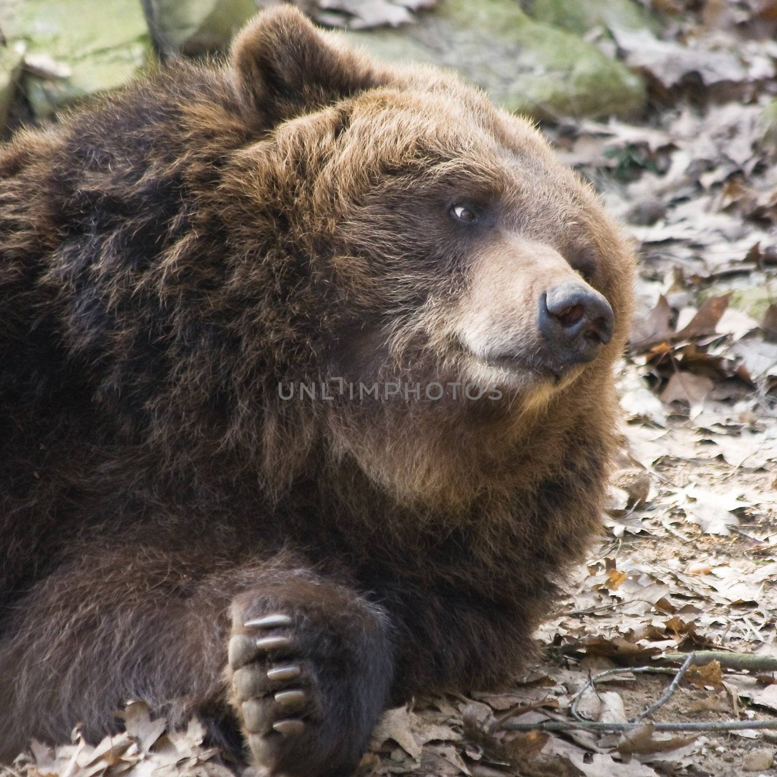 Brown bear relaxing in the sun and looking up