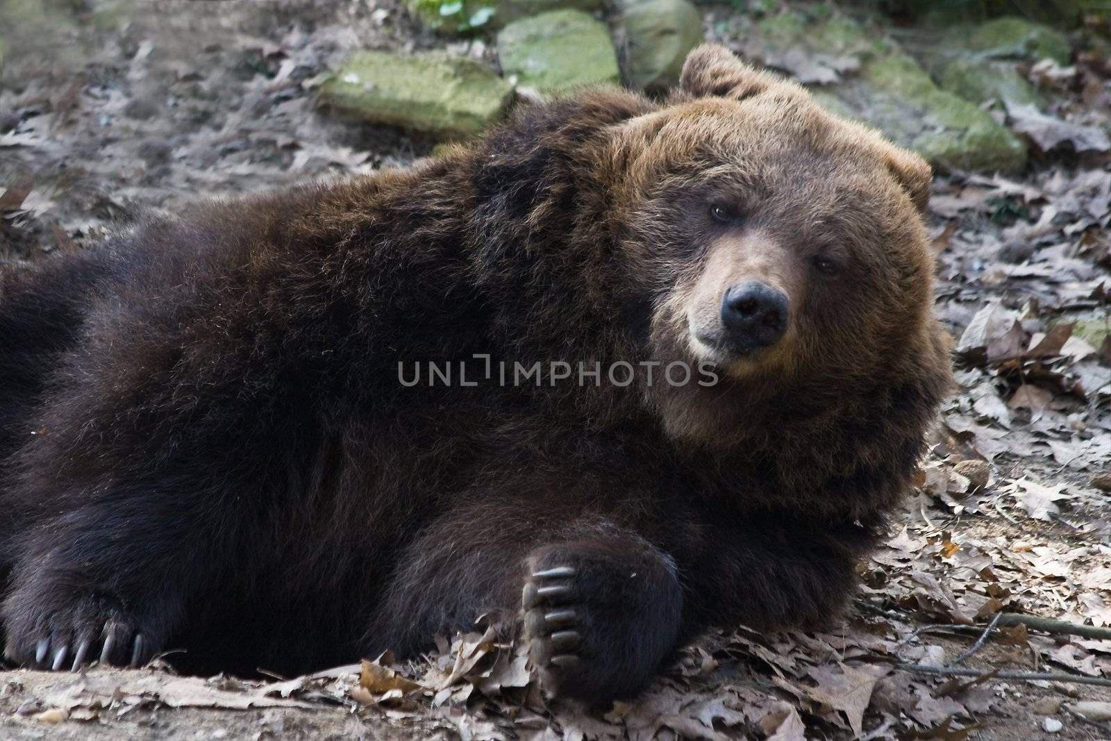 Brown bear relaxing by Colette