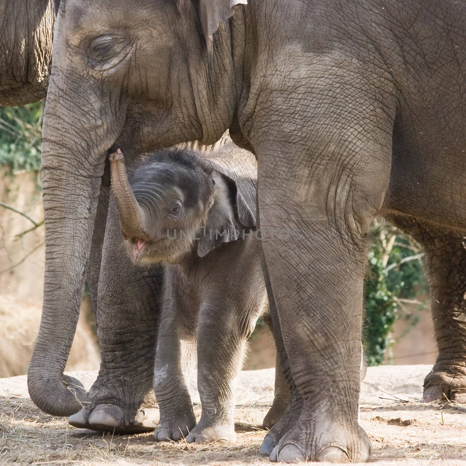 Asian female baby elephant walking between  the big legs of her family