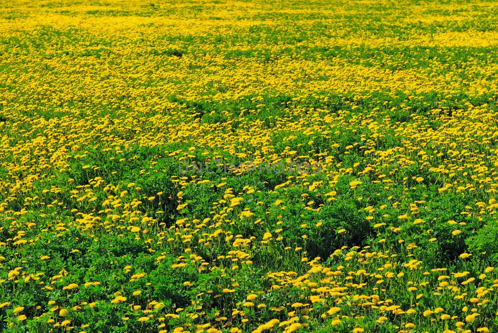 Flowering meadow with yellow flowers in summer