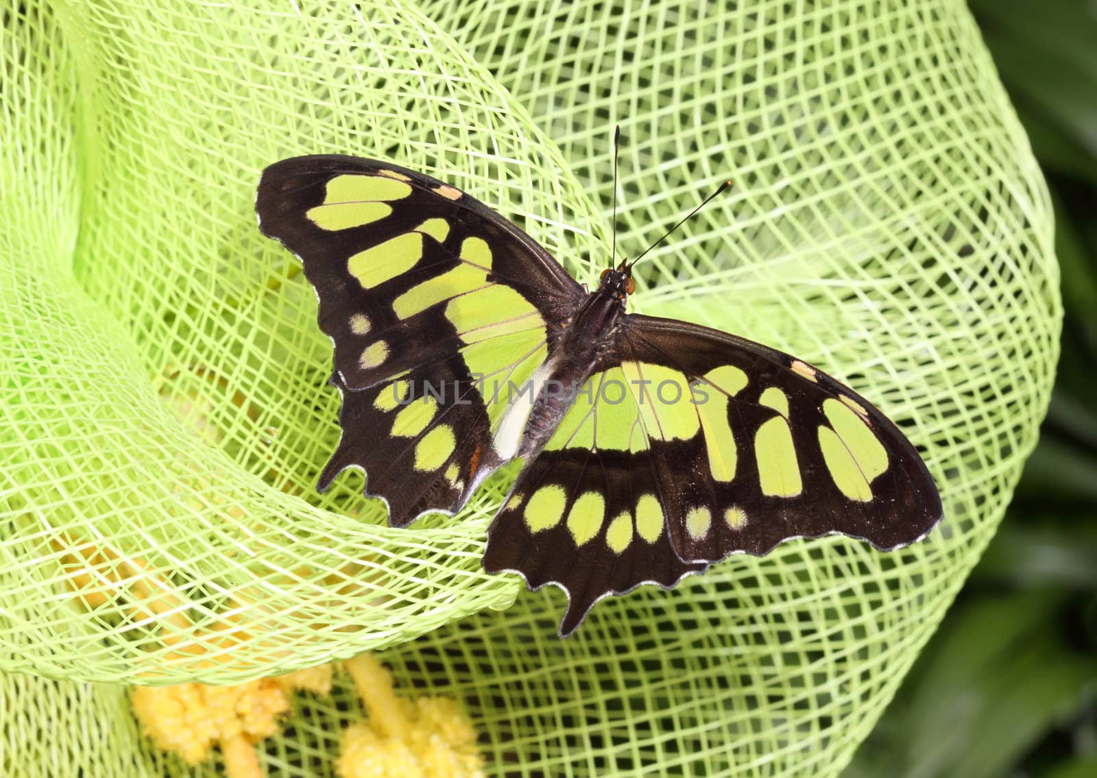 green and black butterfly on plastic net