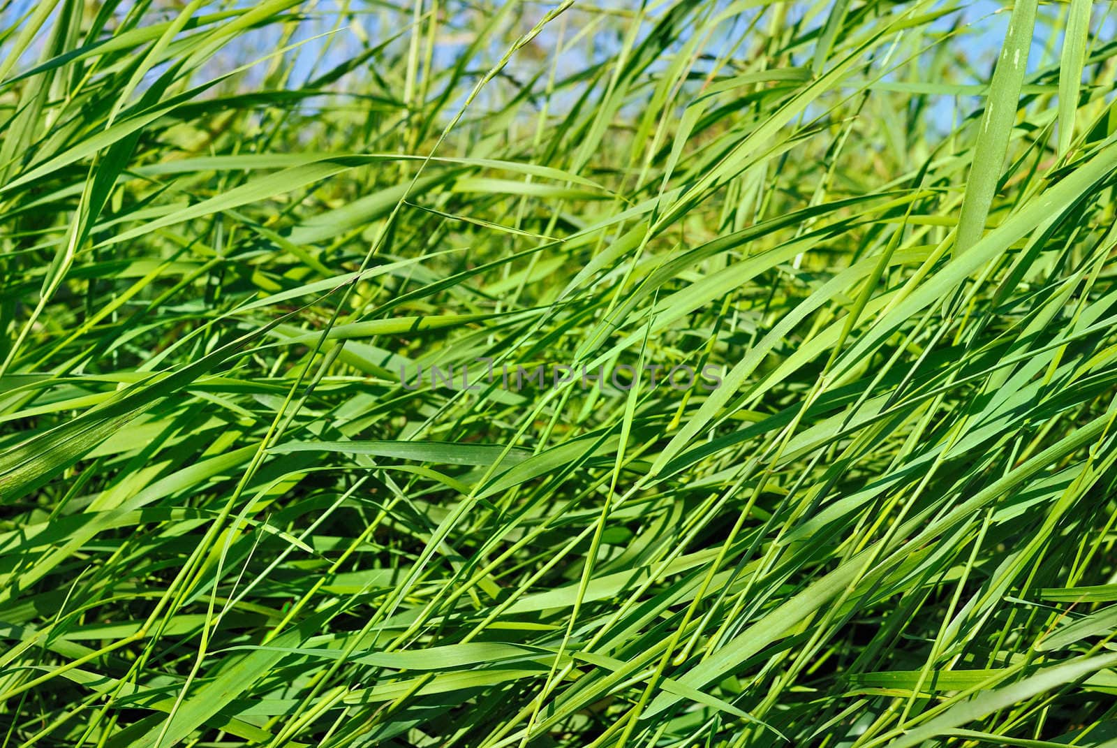 High juicy green grass of the meadow