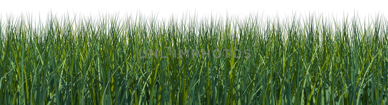 Wide front view on an isolated grass field