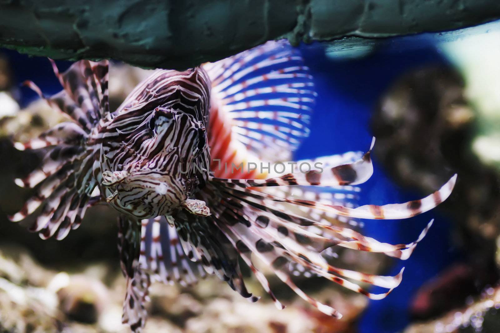 portrait of tropical fish in an aquarium