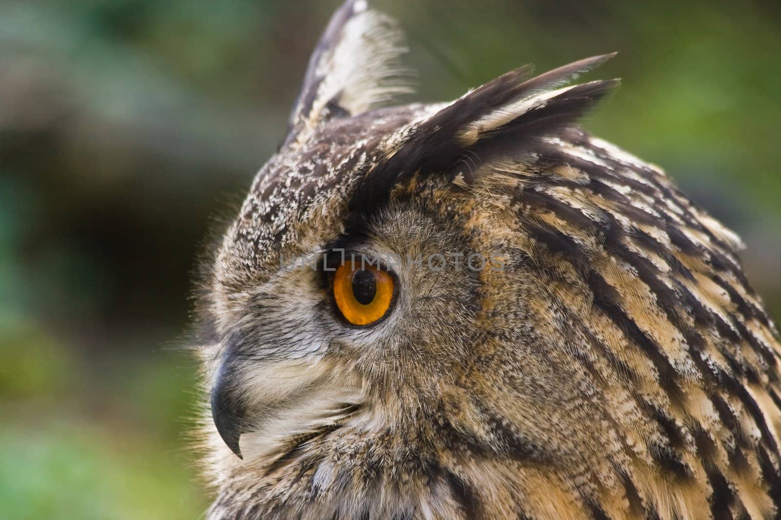 Eagle owl trying to catch a blackbird