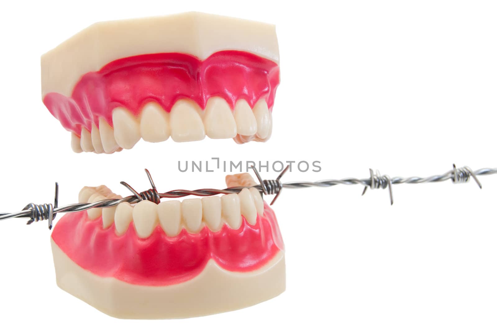 Cut out of denture on barbwire.