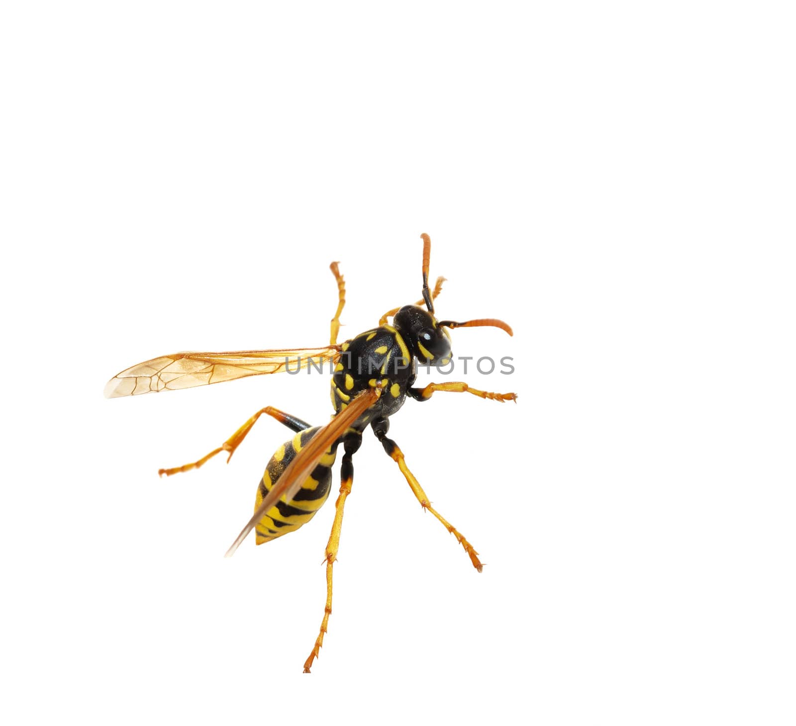 Close-up of a wasp isolated over white background.