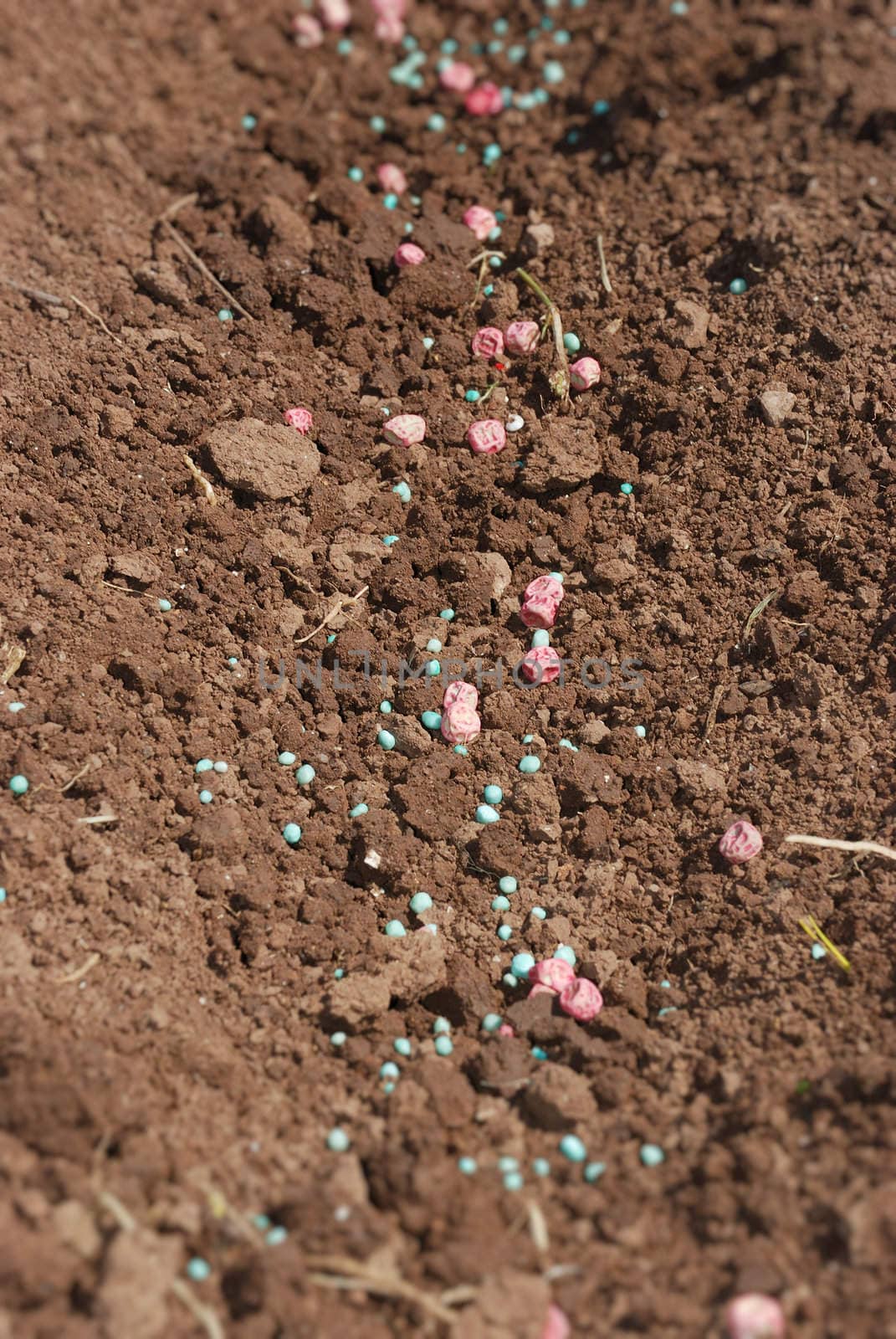 Close-up of a pea seed and fertilizer on the ground. 