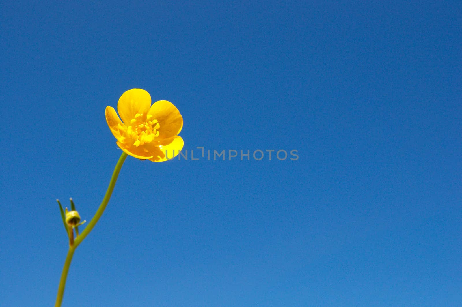 Ranunculus acris buttercup by franz_hein