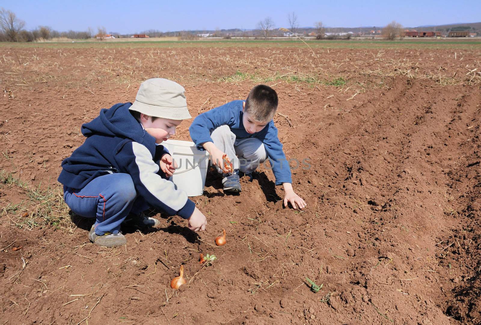 Boys sowing onion by whitechild