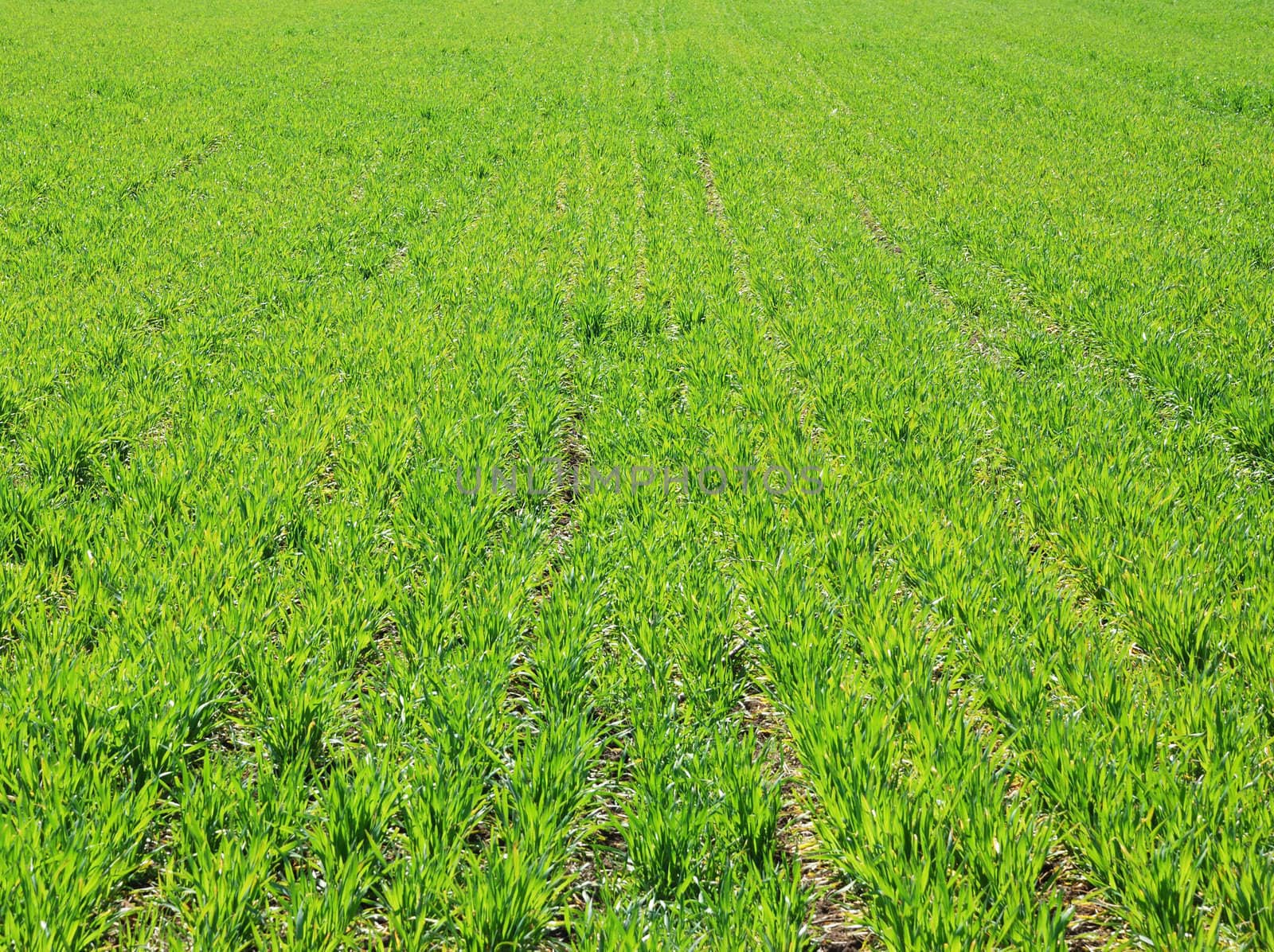 Young wheat on a field with sunlight passing through leaves.