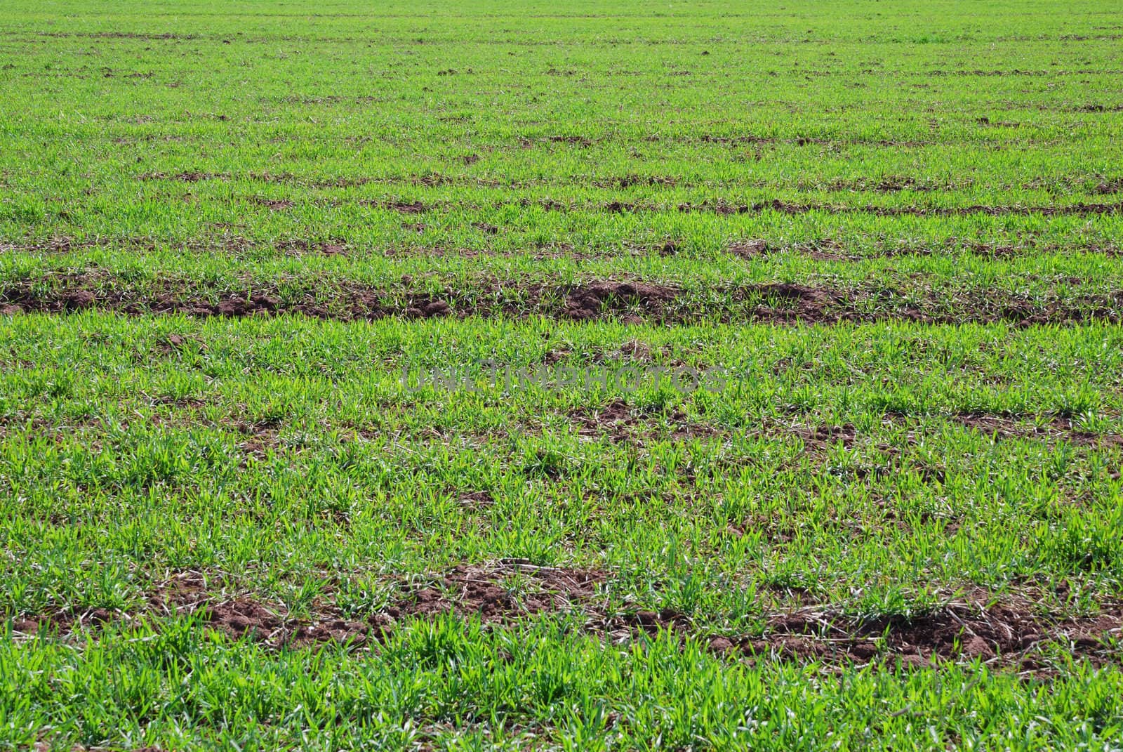 Young wheat on a field with sunlight passing through leaves.