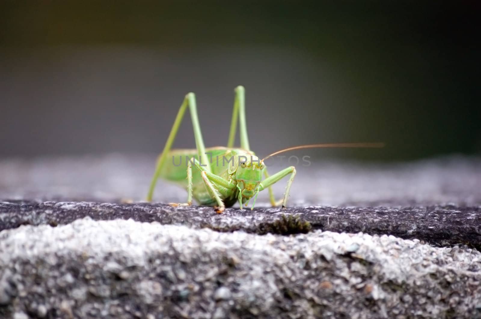 macro of a green grasshopper on a stone