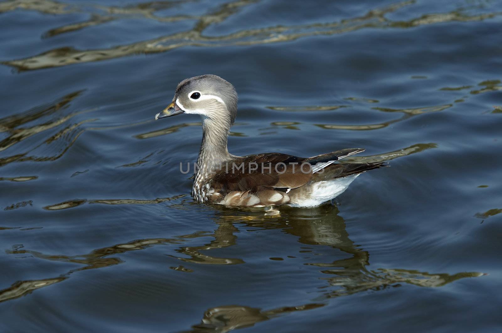 Detail of the puppy of mandarin duck