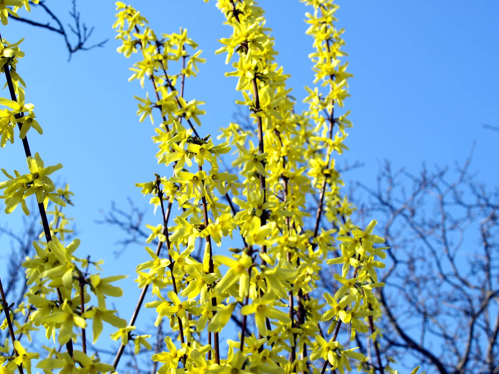 Detail of yellow flowers of a Forsythia tree