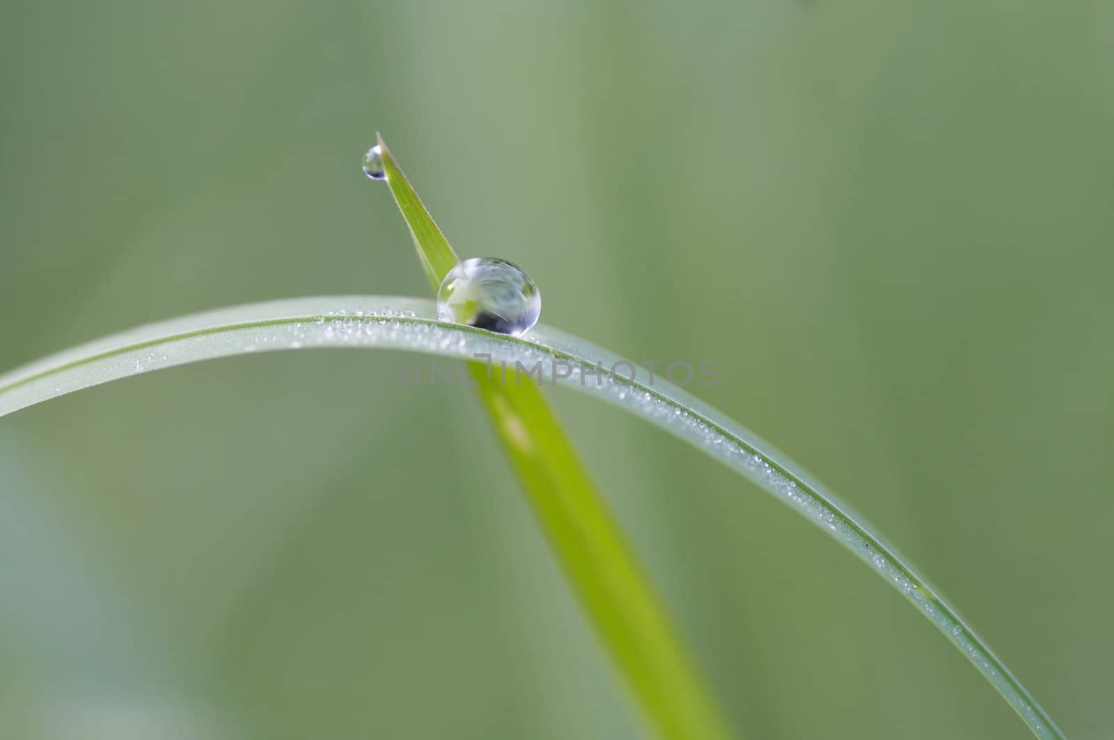Closeup of the blade of grass with dew