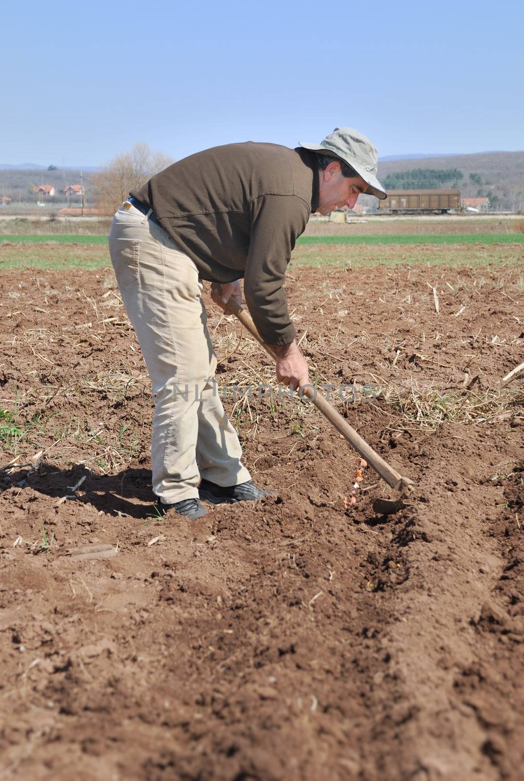 A man covering onion using a hoe.