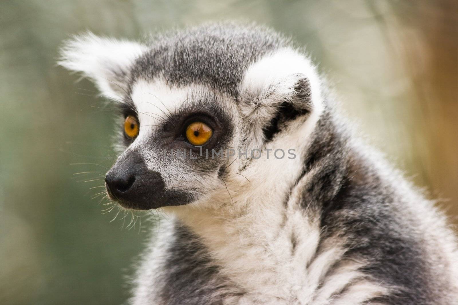 Ring-tailed lemur looking by Colette