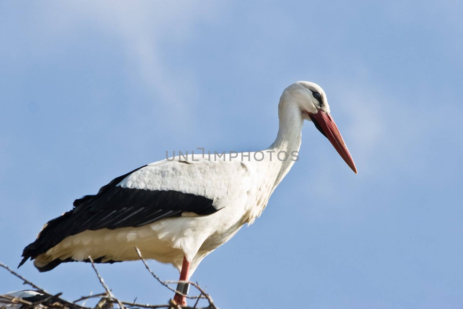 European white stork standing on nest in springtime