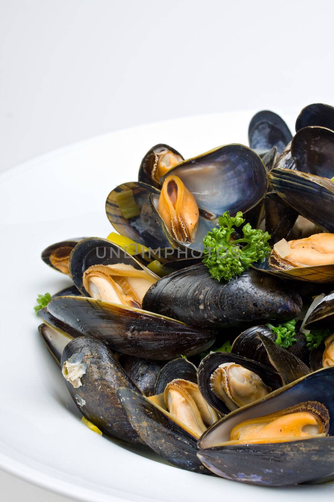 cooked open blue mussels on white background