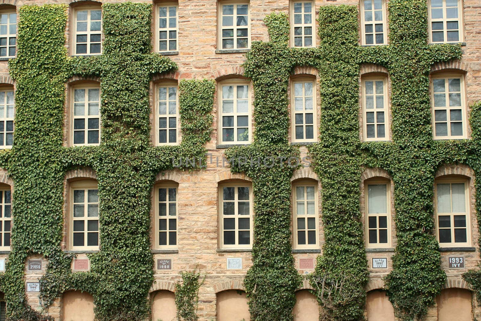 the ivy walls