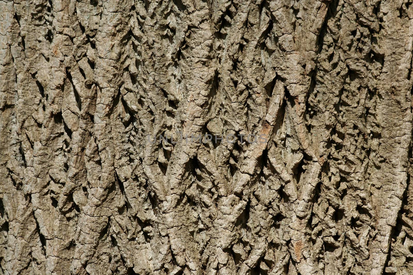A tree bark background macro tecture