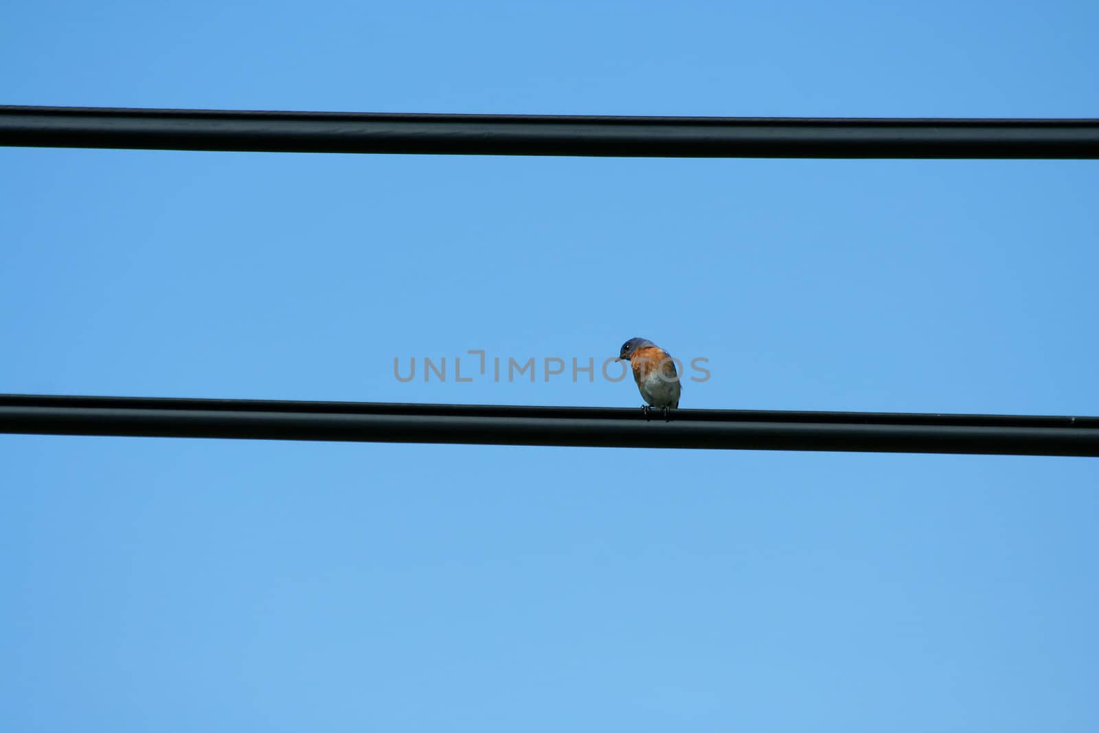 A bird on a wire against blue sky