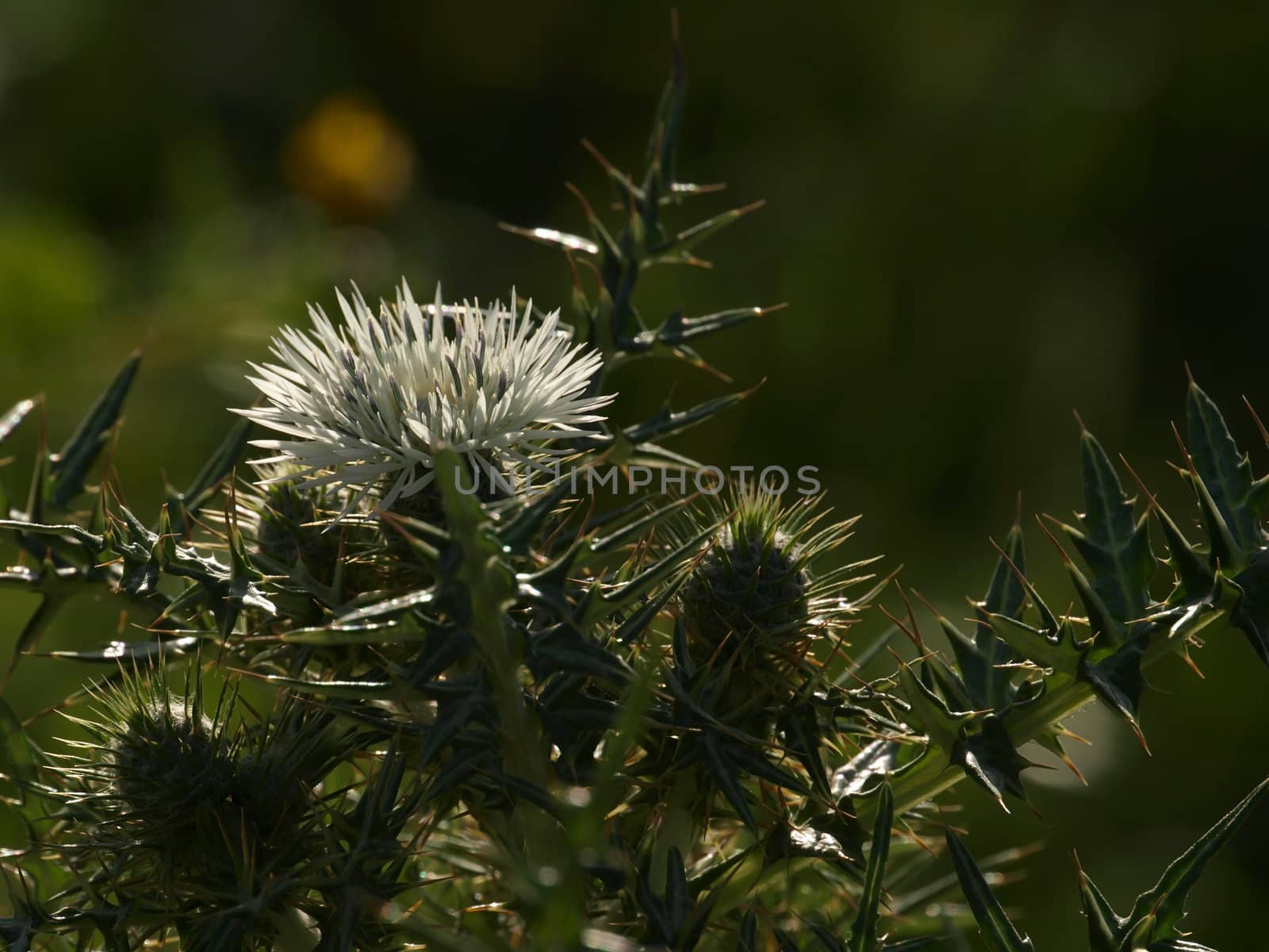Detail of a Mediterranean thistle cactus in Malta