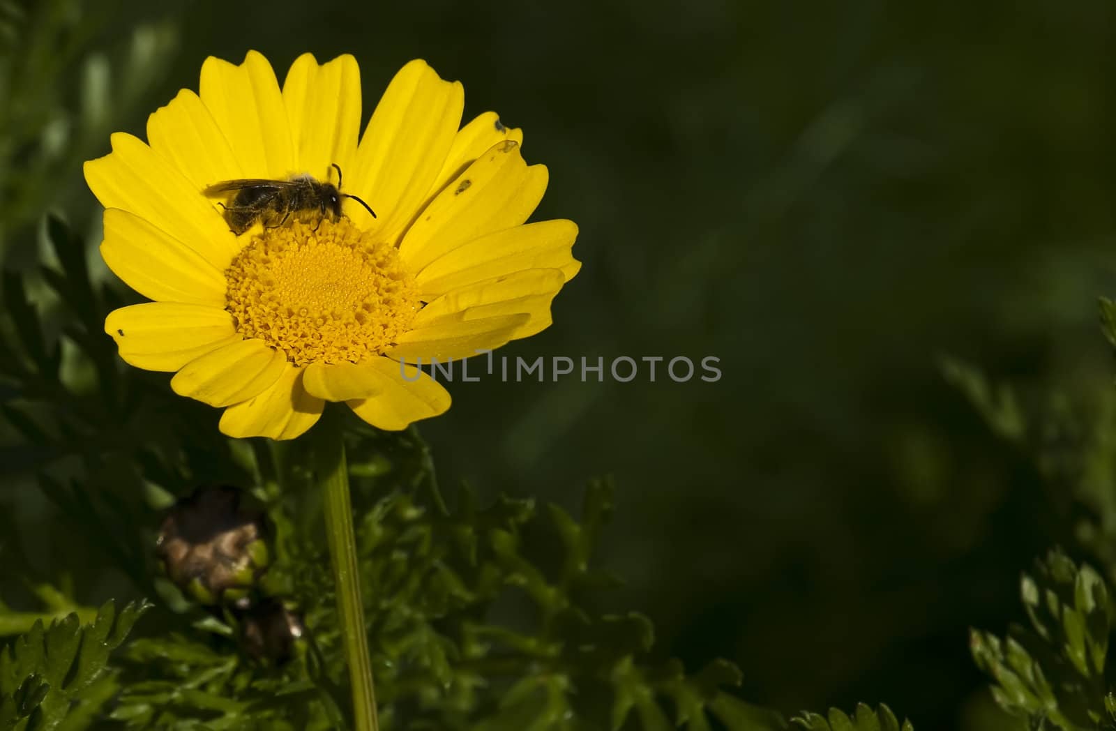 A bee collecting pollen from inside a crown daisy