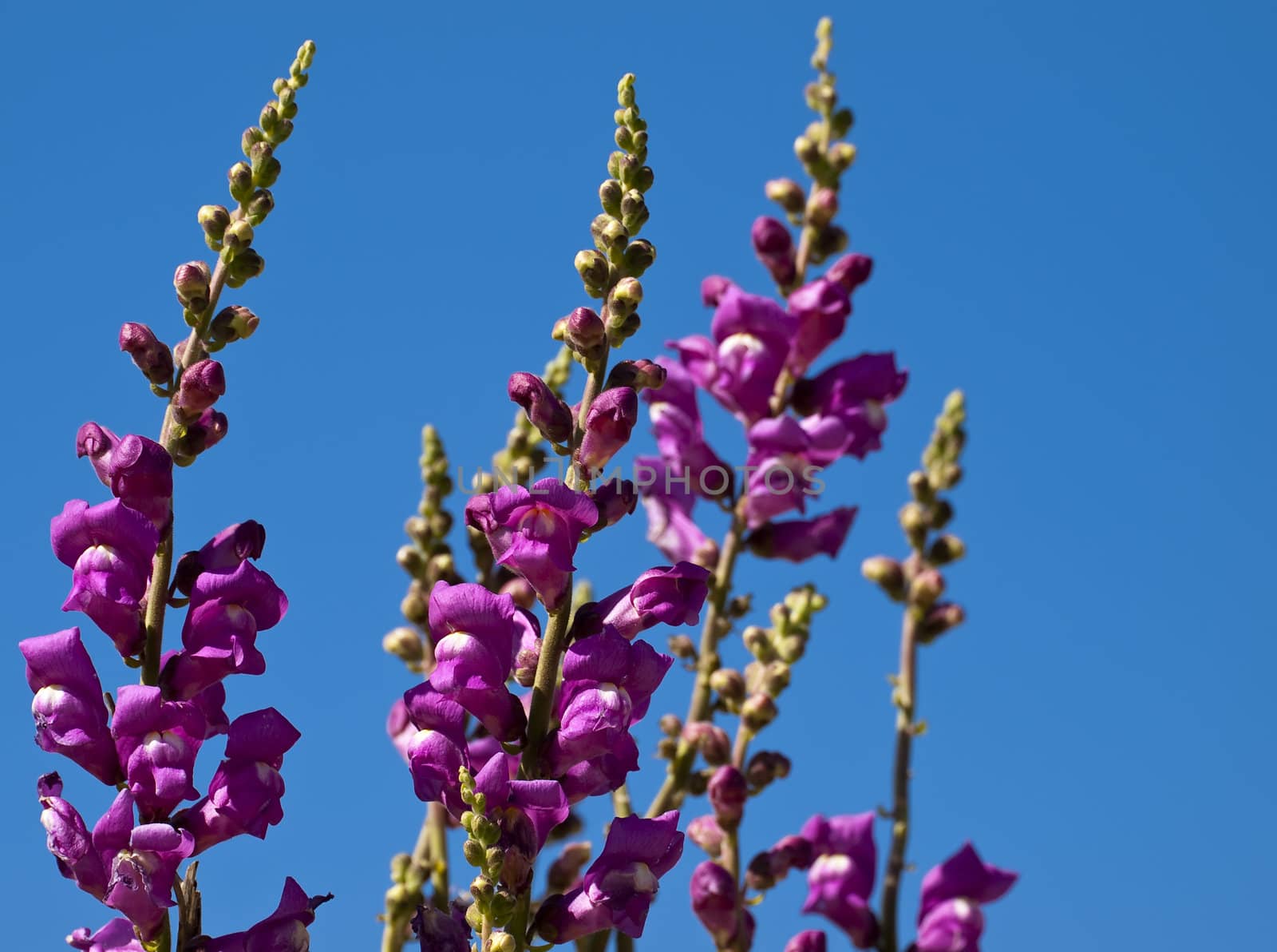 A Greater Snapdragon or Antirrhinum Tortuosum over a deep blue sky