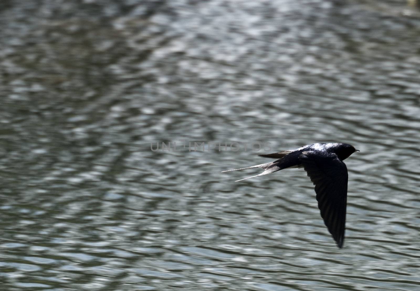Hirundo Rustica or Barn Swallow - A very fast bird and very difficult to capture in flight.
