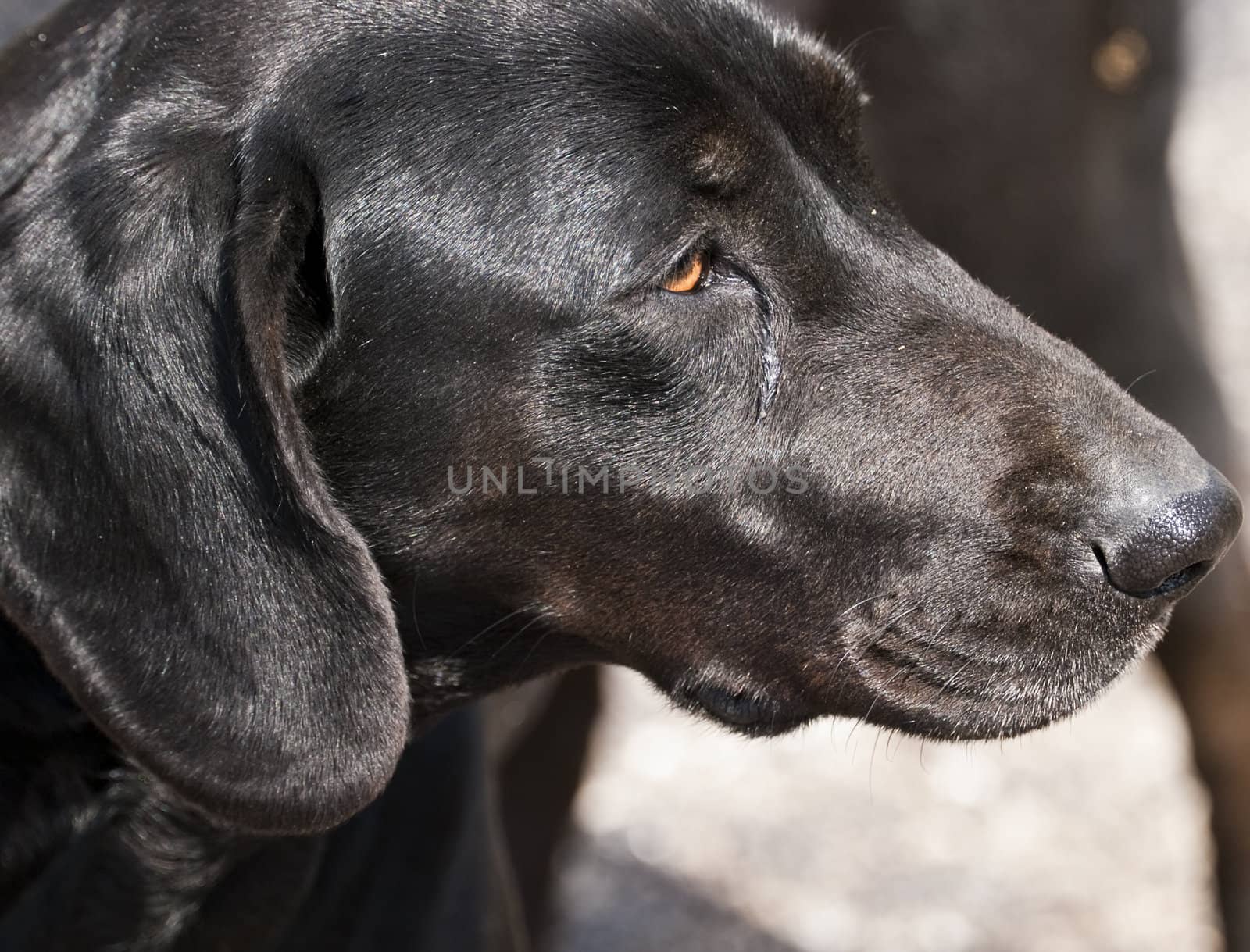 Portrait of a black retriever or labrador